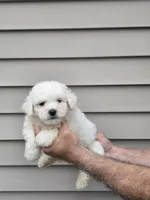 Will, a male Maltipoo for sale in Barnegat, NJ – 1 of 3