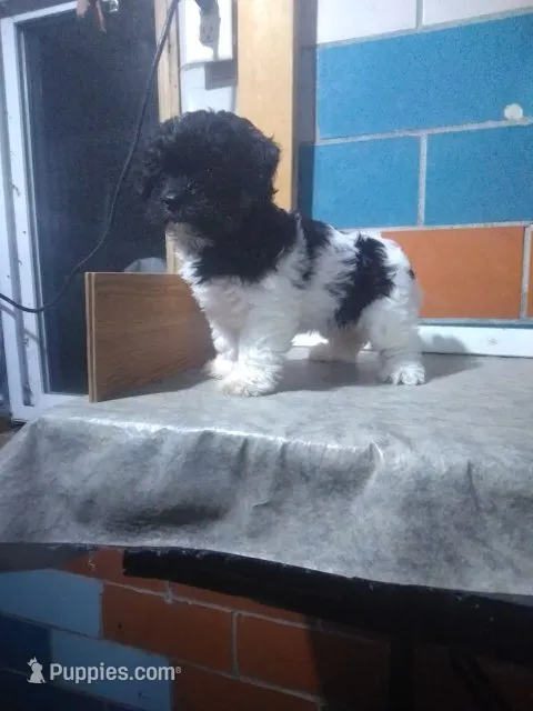 Sal  – Shihpoo puppy for sale in Barnegat, NJ