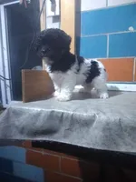 Sal , a male Shihpoo for sale in Barnegat, NJ – 1 of 1