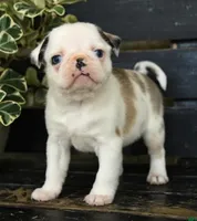 Parker , a male Pug for sale in Barnegat, NJ – 3 of 3