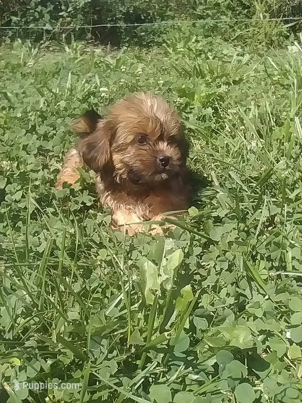 Sally  – Shih Tzu puppy for sale in Barnegat, NJ