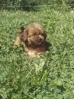 Sally , a female Shih Tzu for sale in Barnegat, NJ – 1 of 1