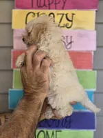 Peggy , a female Maltipoo for sale in Barnegat, NJ – 3 of 3