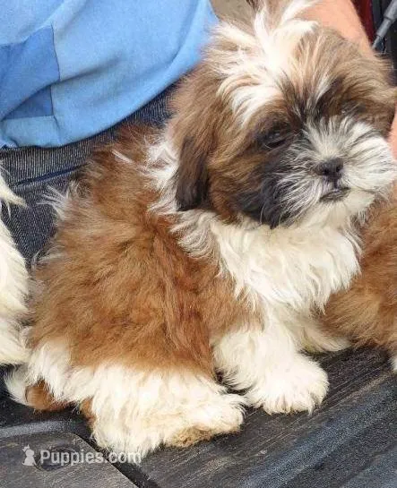 Sal  – Shih Tzu puppy for sale in Barnegat, NJ