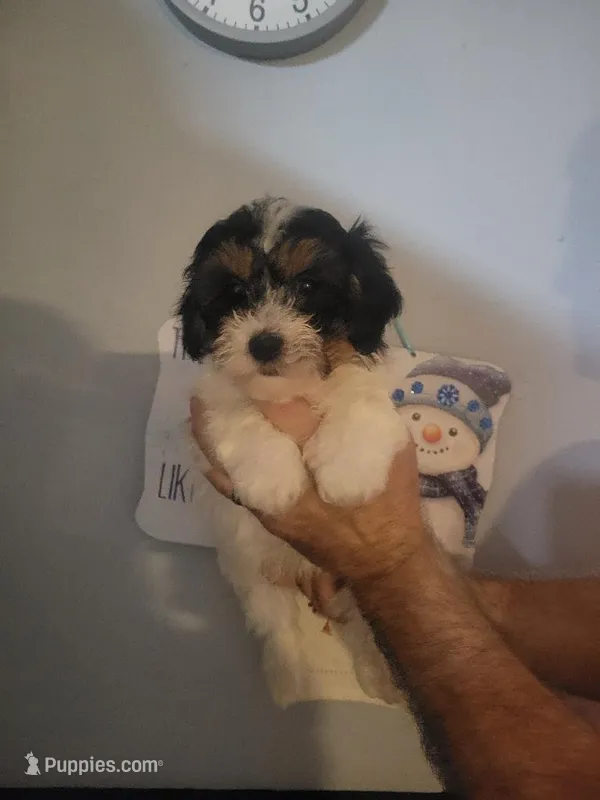 Teddy  – Bichpoo puppy for sale in Barnegat, NJ