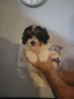 Teddy , a male Bichpoo for sale in Barnegat, NJ – Photo 1 of 3