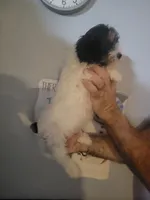 Teddy , a male Bichpoo for sale in Barnegat, NJ – Photo 2 of 3