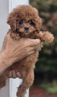 Peggy , a female Cavapoo for sale in Barnegat, NJ – 1 of 4