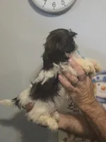 Sal , a male Shih Tzu for sale in Barnegat, NJ – 3 of 3