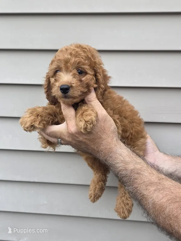 Pete  – Poodle - Miniature  puppy for sale in Barnegat, NJ