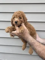 Pete , a male Poodle - Miniature  for sale in Barnegat, NJ – 1 of 1