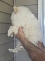 Pete , a female Pomeranian for sale in Barnegat, NJ – 3 of 3