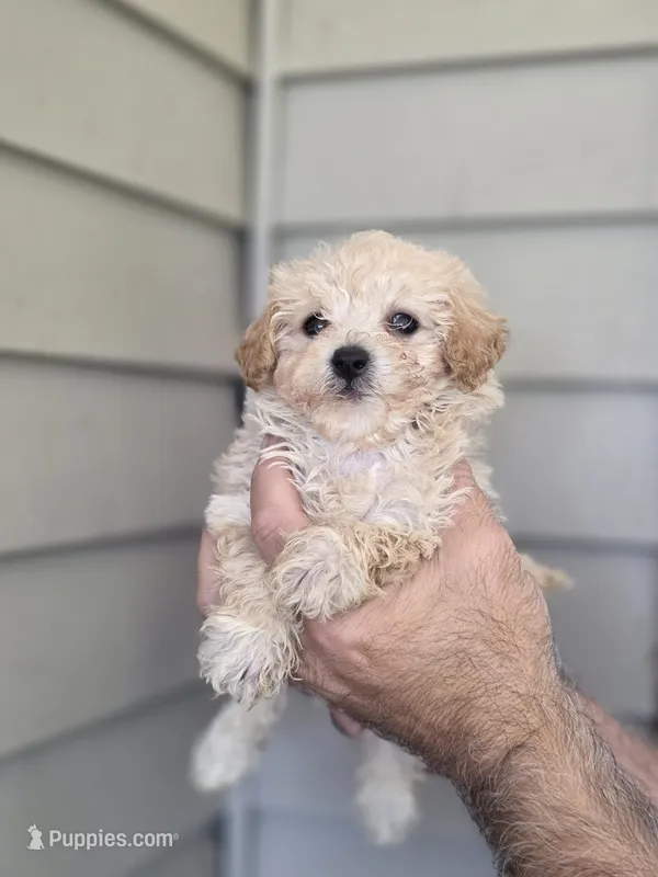 Pete  – Maltipoo puppy for sale in Barnegat, NJ