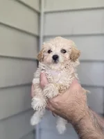 Pete , a female Maltipoo for sale in Barnegat, NJ – 1 of 3