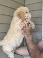Stanley , a male Miniature Goldendoodle for sale in Barnegat, NJ – 2 of 3