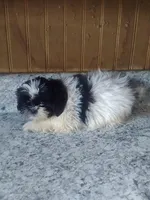 Sissy , a female Shih Tzu for sale in Barnegat, NJ – 2 of 2