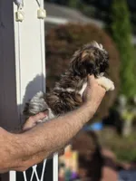 Sally , a female Shih Tzu for sale in Barnegat, NJ – 4 of 4