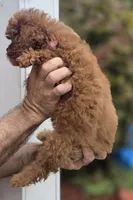 Peggy , a female Cavapoo for sale in Barnegat, NJ – 3 of 4