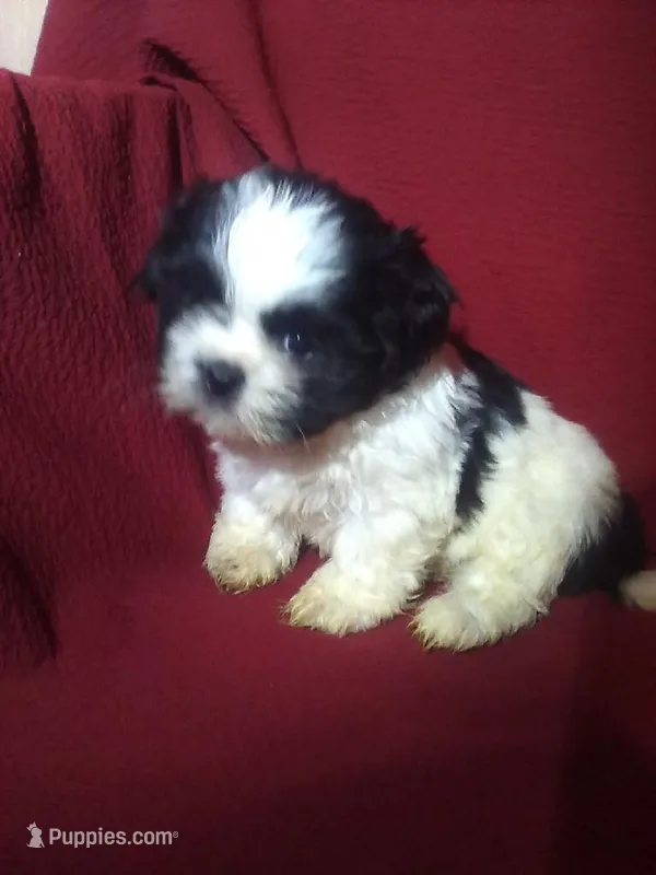 Steven  – Shih Tzu puppy for sale in Barnegat, NJ