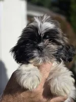 Sally , a female Shih Tzu for sale in Barnegat, NJ – 1 of 4