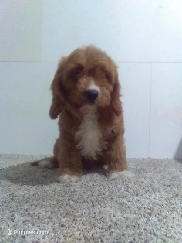 Chelsea  – Cavapoo puppy for sale in Barnegat, NJ