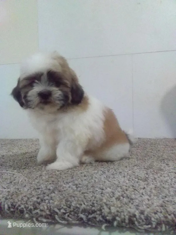 Peggy  – Shih Tzu puppy for sale in Barnegat, NJ