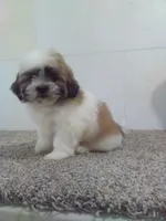 Peggy , a female Shih Tzu for sale in Barnegat, NJ – 1 of 1
