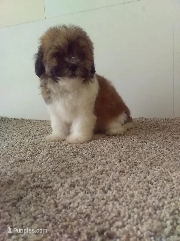 Peggy  – Shih Tzu puppy for sale in Barnegat, NJ