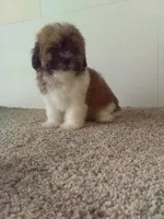 Peggy , a female Shih Tzu for sale in Barnegat, NJ – 1 of 1