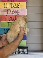 Sissy , a female Maltipoo for sale in Barnegat, NJ – 2 of 3