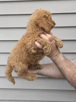 Stanley , a male Maltipoo for sale in Barnegat, NJ – 4 of 4