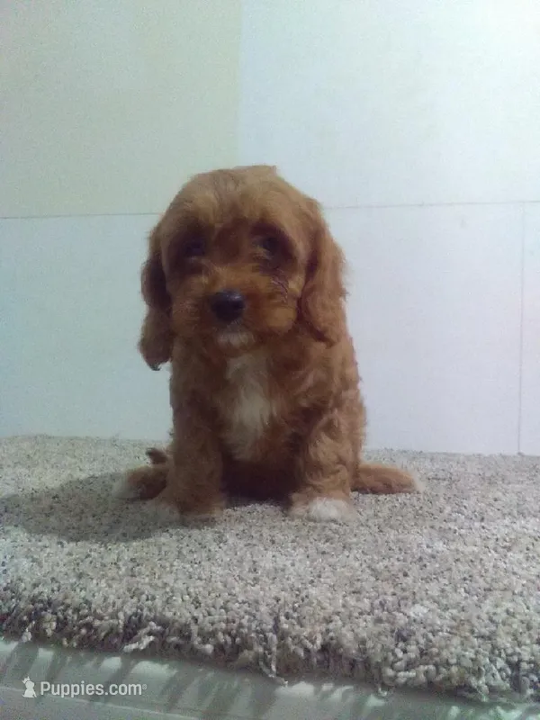 Charlie  – Cavapoo puppy for sale in Barnegat, NJ