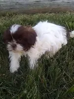 Coco , a male Shih Tzu for sale in Barnegat, NJ – 3 of 3