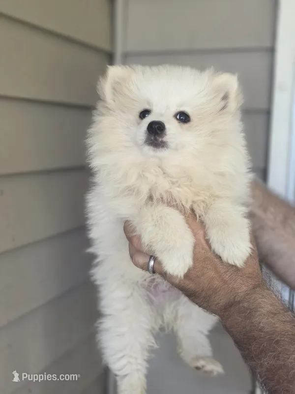 Pete  – Pomeranian puppy for sale in Barnegat, NJ