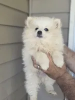 Pete , a female Pomeranian for sale in Barnegat, NJ – 1 of 3
