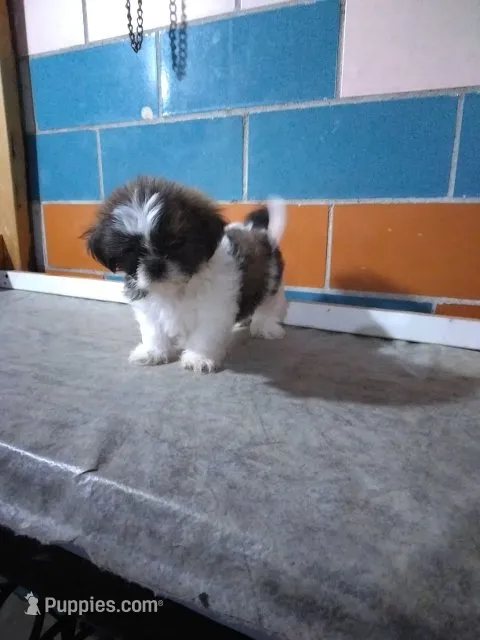 Stanley  – Shih Tzu puppy for sale in Barnegat, NJ