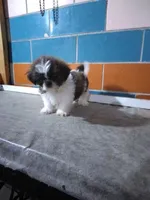 Stanley , a male Shih Tzu for sale in Barnegat, NJ – 1 of 1
