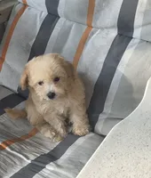 Stanley , a male Maltipoo for sale in Barnegat, NJ – 3 of 3