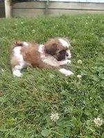 Suzzy , a female Shih Tzu for sale in Barnegat, NJ – 3 of 3