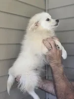 Frankie , a male Pomeranian for sale in Barnegat, NJ – 2 of 3