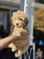 Sissy , a female Bichpoo for sale in Barnegat, NJ – 2 of 3