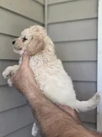 Stanley , a female Maltipoo for sale in Barnegat, NJ – 3 of 3