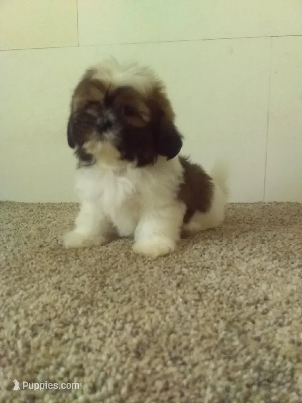 Jack  – Shih Tzu puppy for sale in Barnegat, NJ