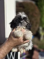 Sally , a female Shih Tzu for sale in Barnegat, NJ – 2 of 4