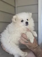 Pete , a female Pomeranian for sale in Barnegat, NJ – 2 of 3