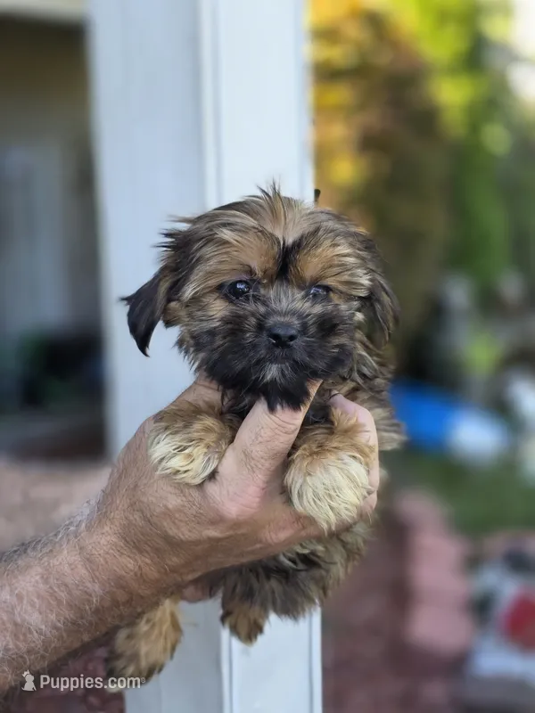 Sally  – Shorkie puppy for sale in Barnegat, NJ