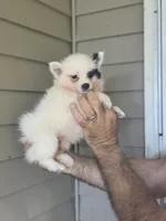 Stanley , a male Pomeranian for sale in Barnegat, NJ – 2 of 3