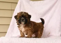 Jesse , a female Shih Tzu for sale in Barnegat, NJ – Photo 1 of 3