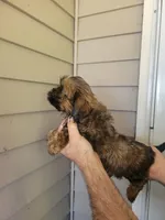 Jesse , a female Shih Tzu for sale in Barnegat, NJ – Photo 3 of 3