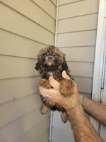 Jesse , a female Shih Tzu for sale in Barnegat, NJ – Photo 2 of 3